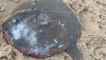 El pez luna está clasificado como vulnerable en la Lista Roja de Especies Amenazadas.