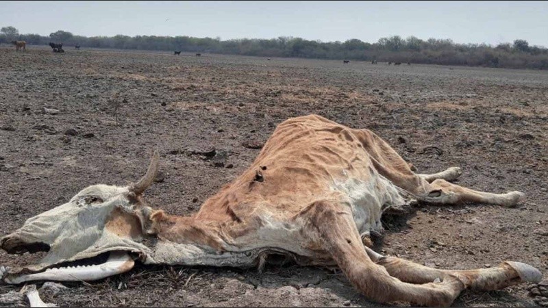 La muerte de vacas en el norte es una de las consecuencias de la sequía histórica.