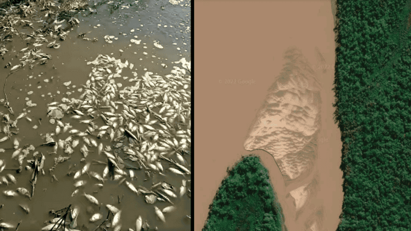Mortandad de peces en Victoria y una de las bocas 