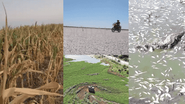 Postales 2023: maizal seco, laguna de tierra, iguana con peces moribundos y un camalotal gigante.