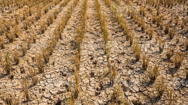 La sequía hace estragos en el campo argentino.