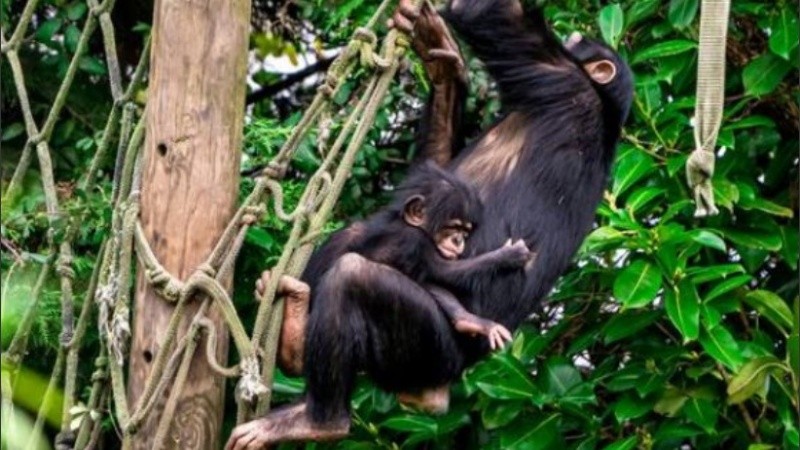 Los chimpancés enfrentan la destrucción de su hábitat y la caza furtiva.
