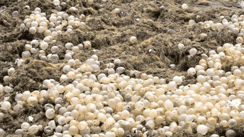 Invasión de huevos transparentes en la playa marplatense.
