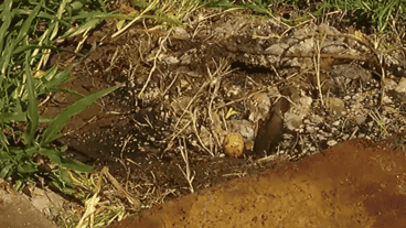 Las imágenes desde Oncativo al 2800.