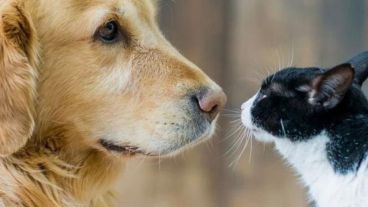 Los perros llevan la delantera en la ciudad y son los animales más elegidos.