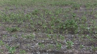 El Producto Bruto Agrícola (PBA) de la soja, o sea, su aporte a la economía, caería 17% respecto al registrado durante la campaña 2021/22.