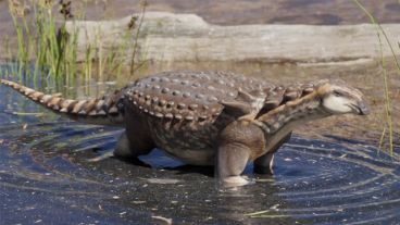 dino patagonia DEF - 1