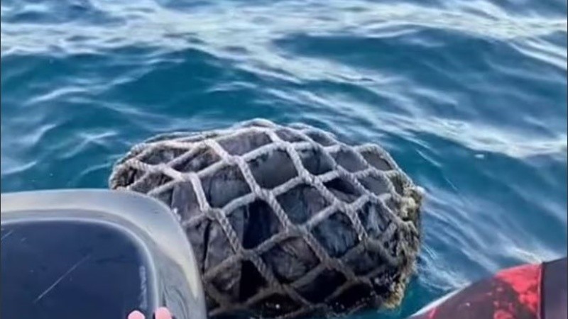 En las redes sociales bromearon sobre el impactante descubrimiento.