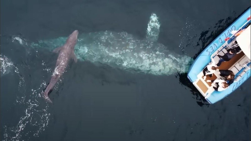 El pequeño cetáceo comenzó a nadar alrededor de la joven madre.