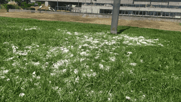 Nitrógeno y fitoplancton forman parte de un "micro ecosistema potenciado".