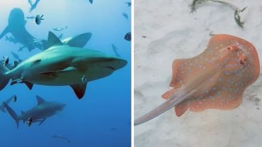 La mitad de los arrecifes de coral de la Tierra sufrirán daños permanentes para 2035.