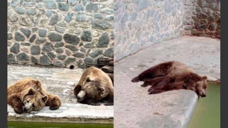 Maltrato animal en Tucumán.
