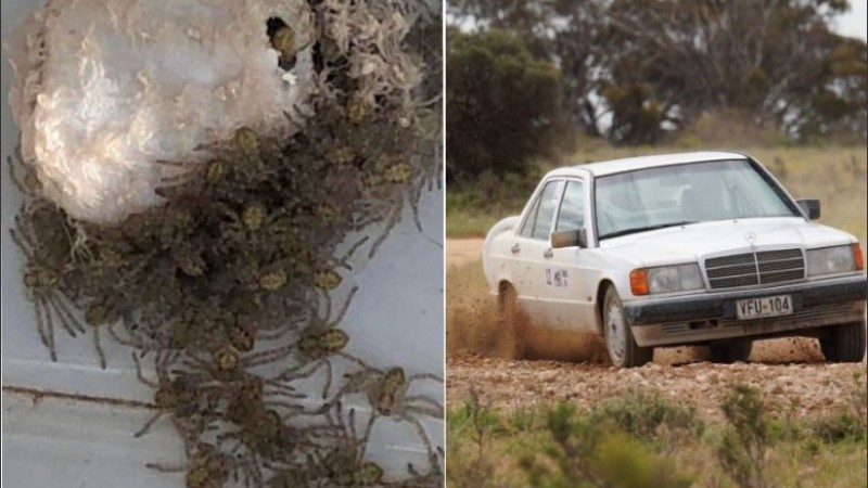 Según contó la araña madre no estaba a la vista.