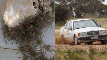 Según contó la araña madre no estaba a la vista.