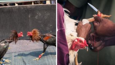 La policía lucha para detener los controvertidos eventos.