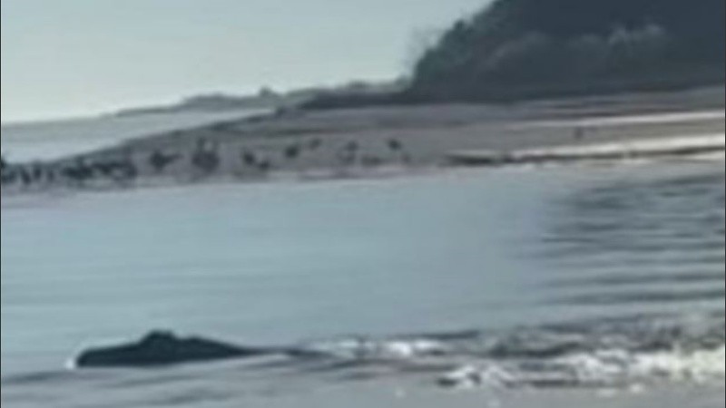 Muchos cuestionan si realmente existe mientras otros est{an seguros de haberlo visto.