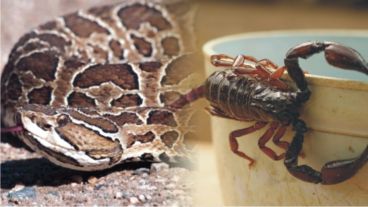 Los profesionales de la salud aconsejan una rápida atención médica.