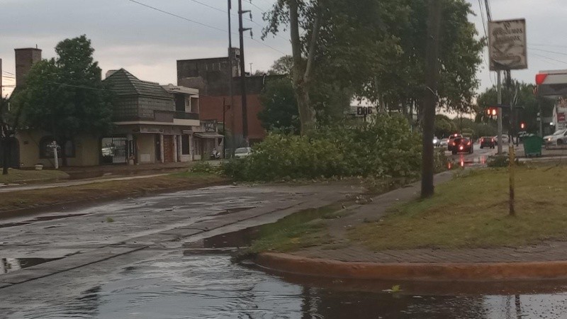 Un árbol corta Uriburu hacia el oeste, unos 50 metros antes de Ovidio Lagos.