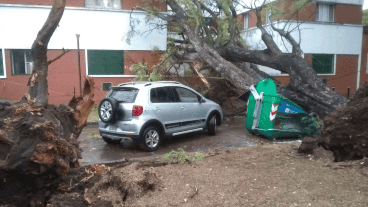 En el hospital Alberdi, el temporal arrancó de raíz dos árboles añosos.