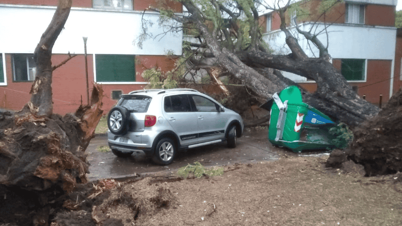 Los árboles cayeron este viernes por la tarde en medio de la fuerte tormenta que afectó a Rosario.