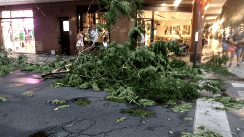 El hombre estaba detenido en calle Roca y Córdoba, cuando desde el cielo le cayó una inmensa rama sobre el parabrisas.