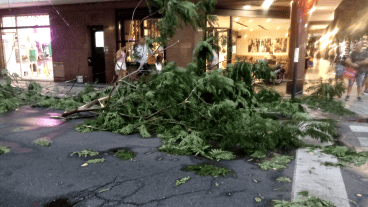El hombre estaba detenido en calle Roca y Córdoba, cuando desde el cielo le cayó una inmensa rama sobre el parabrisas.