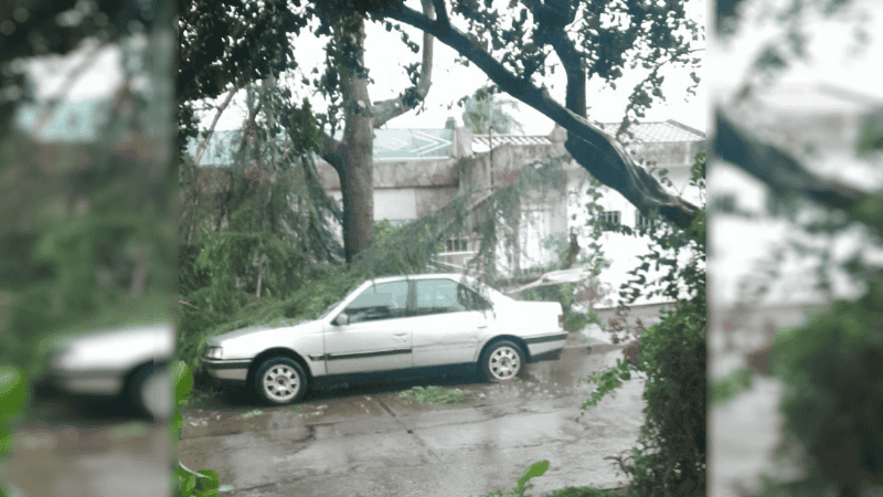 Una rama de un ejemplar cayó sobre el techo de un auto en Huerta Grande al 1020.