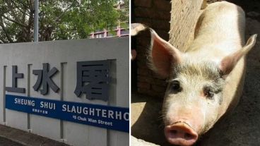 No está claro si el cerdo logró escapar. 