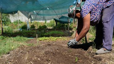 Ana perdió dos siembras de lechuga por el calor pero lo intentará por tercera vez este verano.
