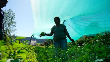 Nely puso una media sombra alta para proteger a las verduras de hoja.