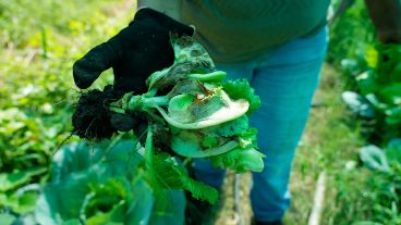 Las olas de calor y el sol impactan igual en la lechuga.