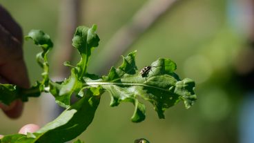 Los bichos conocido como "7 de oro" se chupan las hojas y les dejan agujeros.