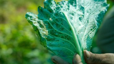 Los pulgones acechan al repollo: buscan su reserva de humedad.