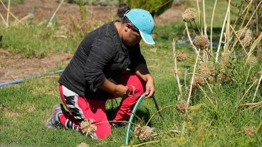 El sistema de riego es clave pero no alcanza cuando la lluvia escasea por completo.