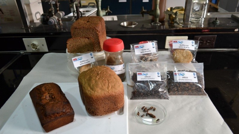 El Inta y el Inti apuestan a los insectos como forma de alimentación.