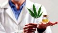 El 77% de los profesionales de la salud de Santa Fe recibió consultas por cannabis medicinal