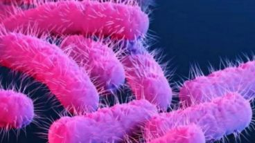 La shigella es una bacteria altamente enteroinvasiva y el principal reservorio es el humano.