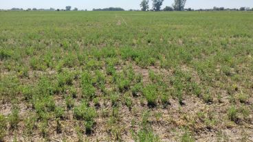 El impacto de la sequía en el campo se sintió en la economía general.