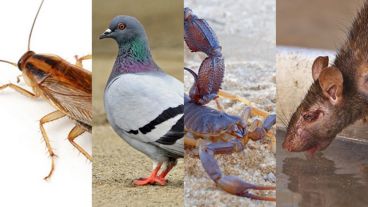 Según la época del año, algunas plagas abundan más que otras.