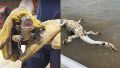 Fotos y videos: encontraron a un yacaré bebé en una pileta y otro muerto en Puerto Norte