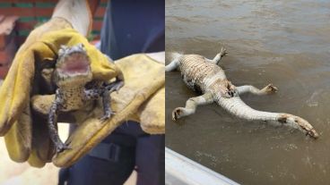 Un yacaré bebé (izquierda) apareció en una pileta de Ibarlucea.