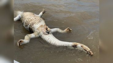 Un yacaré adulto fue encontrado sin vida en el río, a la altura de Puerto Norte.