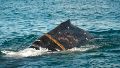 Indignación en Puerto Madryn por una ballena con una soga enrollada