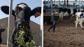 China afirmó haber clonado tres súper vacas que pueden dar 300 toneladas de leche