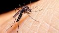 Confirmaron 9 casos de dengue autóctono y uno importado en la provincia