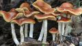 Australia legalizará éxtasis y hongos alucinógenos para tratamientos contra la depresión