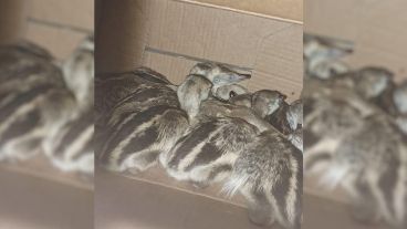 Se puso en conocimiento a un masculino de la ley 22.421 y  4830, ambas infringidas. 