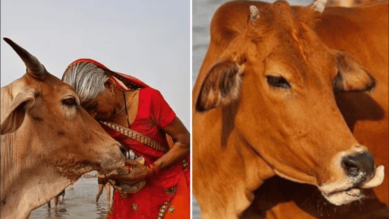 La mayoría de los estados de la India ya prohíben sacrificar vacas.
