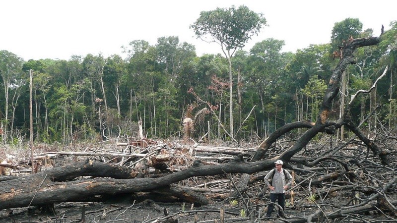 La pérdida de bosques ocurre principalmente en los países de bajos ingresos en los trópicos.