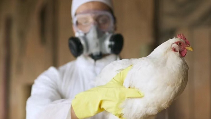 La IAAP es una enfermedad de alto impacto en la producción avícola que afecta tanto a las aves de corral (gallinas, gallos, pollos, patos, pavos y gansos) como a las aves silvestres y domésticas..